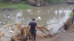 Jumlah Babi Mati di Sumut akibat Hog Cholera Sebanyak 5.800 Ekor