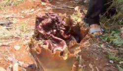 Video Viral Bunga Bangkai Tumbuh di Lahan Kosong Milik Warga Pasar Minggu