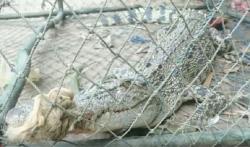 Buaya Muara Sepanjang 1,5 Meter Masuk Jaring Nelayan di Sungai Siak Pekanbaru