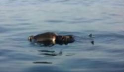 Video Jenazah Diduga Bos Wuling Ditemukan di Pesisir Barat Lampung