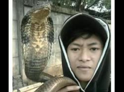 Tragis, Remaja Yatim Piatu di Depok Tewas Dipatuk King Cobra Peliharaan