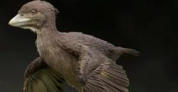 Fosil Burung Kuno Seukuran Merpati Ditemukan di Jepang