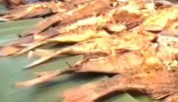 Festival Gemar Makan Ikan Sajikan 2,5 Ton Ikan di Raja Ampat