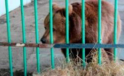 Beruang Betina Katya Bebas Setelah 15 Tahun Dipenjara Terkait Penyerangan Manusia