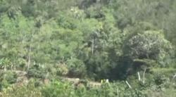 Video Petani di Sumsel Tewas Diterkam Harimau