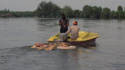 2 Warga Diamankan karena Bawa Bangkai Babi, Polisi: Masih Diperiksa sebagai Saksi