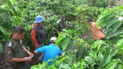 Tapak Harimau di Kebun Pisang Gegerkan Warga Tenayan Raya Pekanbaru<