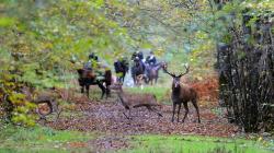 Tragis, Perempuan Hamil Tewas Diserang Anjing saat Jalan-Jalan di Hutan Prancis