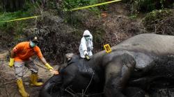 Gajah Sumatera Mati di Kawasan Perkebunan Aceh Timur, Diduga Keracunan Makanan