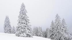 Lebih dari 80 Pohon Natal Dicuri, Polisi Jerman Kebingungan