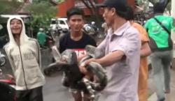 Video Kemunculan Ular Sanca di Tengah Jalan Hebohkan Warga Palembang