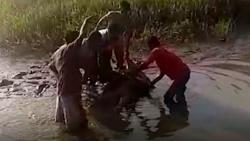 Hilang saat Cari Ikan, Warga Donggala Ditemukan Tewas dengan Tubuh Penuh Gigitan Buaya