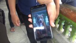 Wanita Muda Kritis Digigit Anjing Pitbull di Makassar, Korban Harus Operasi Plastik