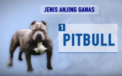 Video 5 Jenis Anjing Ganas yang Harus Diwaspadai