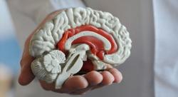 Singapura Luncurkan Bank Otak Pertama, Siapa Mau Jadi Donor?