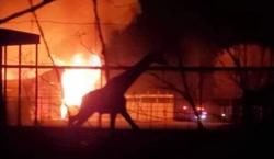 Taman Safari di AS Terbakar, 10 Hewan Terpanggang Termasuk 3 Jerapah