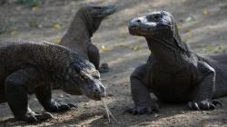 Viral Foto Komodo Lewati Truk, BTNK Tutup Pulau Rinca Hingga Juni 2021