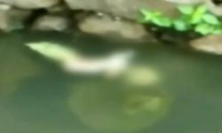 Video Penemuan Bayi Perempuan Mengapung di Selokan Gegerkan Warga Sidoarjo