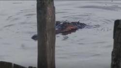 Geger, Buaya Muara Muncul di Sidamulih Pangandaran<