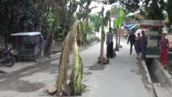 Kesal Tak Kunjung Diperbaiki, Warga Tanam Pohon Pisang di Tengah Jalan di Binjai