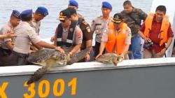 Puluhan Penyu Hijau Hasil Sitaan Polisi di Donggala Kembali Dilepas ke Laut