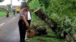 Satu Keluarga Tertimpa Pohon Tumbang di Klaten akibat Angin Kencang, 1 Orang Tewas<