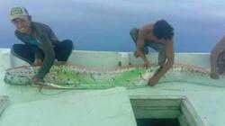 Nelayan di Selayar Sulsel Tangkap Ikan Oarfish, Mitos Bakal Terjadi Bencana