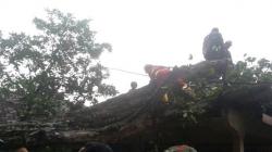 Angin Puting Beliung di Sleman Rusak 2 Rumah dan Tumbangkan Sejumlah Pohon