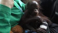 Miris, 2 Anak Orang Utan Diselundupkan Lewat Keranjang Buah di Lampung <