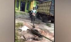 Video Ular Piton Raksasa Lahap 3 Kambing di Kotawaringin Timur