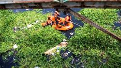 Waspadai Musim Hujan, BPBD Bersihkan Sungai Cipager Cirebon dari Eceng Gondok dan Sampah