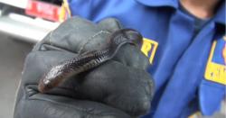 Belasan Ular Kobra Muncul di Kloset Kamar Mandi Warga Kembangan Jakarta Barat