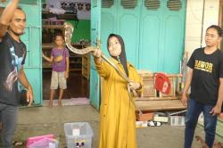 Kisah Emak-Emak di Purwokerto Puluhan Tahun Hidup Bersama Ular Kobra<