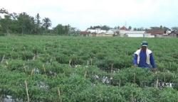 BPS: Upah Buruh Tani Naik 0,14 Persen pada Mei 2020