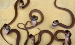 Belasan Anak Kobra Ditemukan di Ngawi, Warga Diimbau Jaga Kebersihan