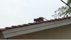 Tak Ada Alat Bantu, Petugas Kesulitan Tangani Kera Liar di Cikareo Tangerang<