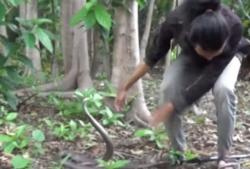 Detik-Detik Pawang Ular Disembur Bisa Kobra di Jombang