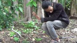 Dibantu Pawang, Seekor Ular Kobra 1,5 Meter Ditangkap di Jombang