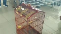 Video Burung Seharga Rp150 Juta Hilang di Bagasi Pesawat Garuda