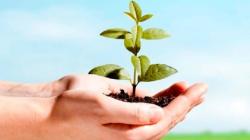 Perkuat Mitigasi Bencana, FMMH Kembalikan Ekosistem di Lereng Merapi