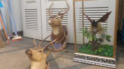 Simpan Satwa Dilindungi, Koboi Lamborghini Terancam 5 Tahun Penjara