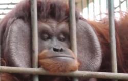Video Perilaku Satwa di Kebun Binatang Bukittinggi saat Gerhana Matahari