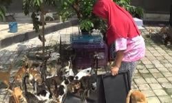 Ini Dita Agustina, Ibu Rumah Tangga yang Rela Rawat Ratusan Kucing Liar di Parung Bogor
