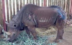 Badak Hitam Tertua di Dunia Mati di Usia 57 Tahun   