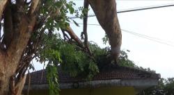 Angin Puting Beliung Landa Jombang, Puskesmas Rusak Tertimpa Pohon Tumbang<