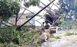 Angin Puting Beliung di Cianjur, Lima Pohon Tumbang<