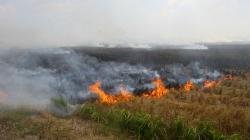 Tertangkap Tangan Bakar Hutan, 6 Petani di Sumsel Ditangkap Polisi