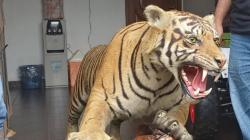 Polisi Sita Berbagai Satwa Dilindungi yang Diawetkan dari Rumah Koboi Lamborghini