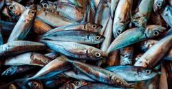 Indonesia Jadi Eksportir Ikan Terbesar Ke-10 di Dunia