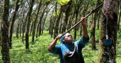 Indonesia Kurangi Ekspor Karet Mentah Hampir 100 Ribu Ton